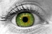 retinascope eye