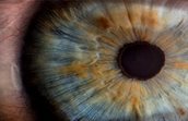Objectiv-eye afbeelding