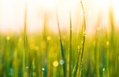 Fabiola grass